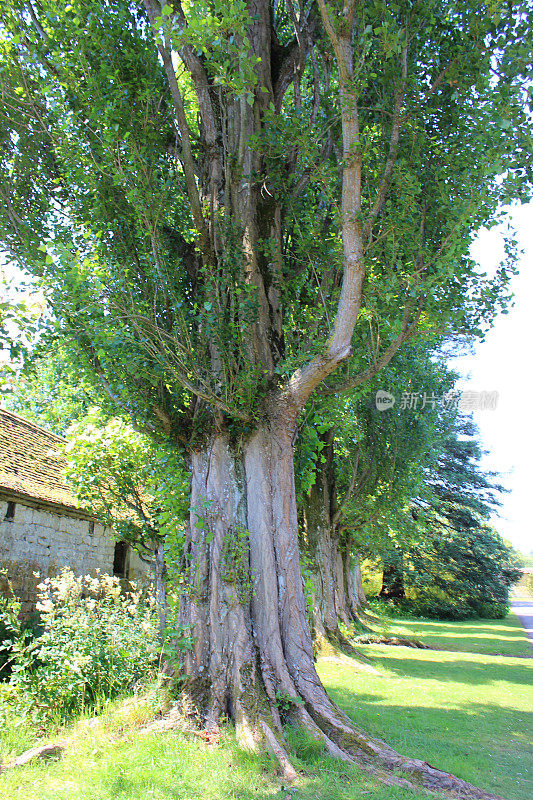 伦巴第白杨树的树扶壁(拉丁文:Populus nigra 'Italica')